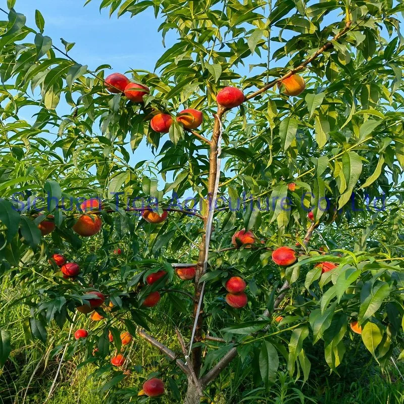 Hot Sale Delicious Fresh Sweet Donut Peach Summer Fruit