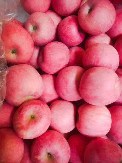 Pommes FUJI sucrées de fruits frais de qualité supérieure rouge de haute qualité pour la vente en gros