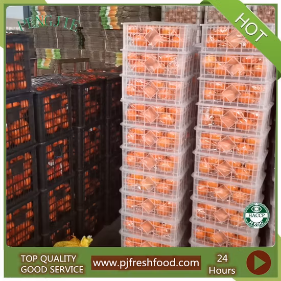 Marques d'oranges de fruits frais de mandarine chinoise de nouvelle récolte