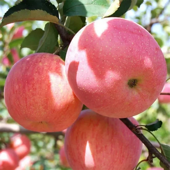 Chinese Sweet Fresh Royal Gala Apple Fresh FUJI et Red Star Apples et autres fruits frais au prix de gros en vrac pour l'exportation