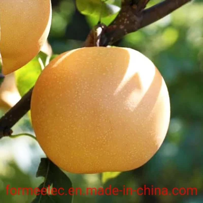 Fruit chinois Poire Automne Lune Poire Qiu Yue Poire Qiuyue Poire